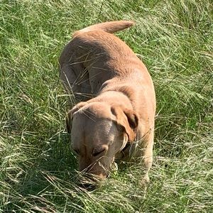 Meet your Posher, Callista